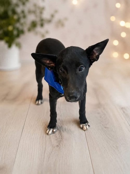 Photo of Marin, adoptable Labrador Retriever in Sanford, Florida