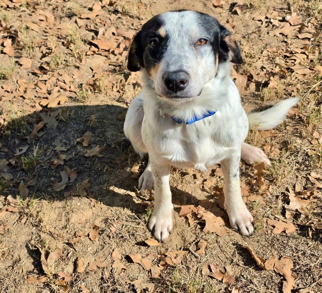 Photo of Pickles, adoptable Border Collie in Texas