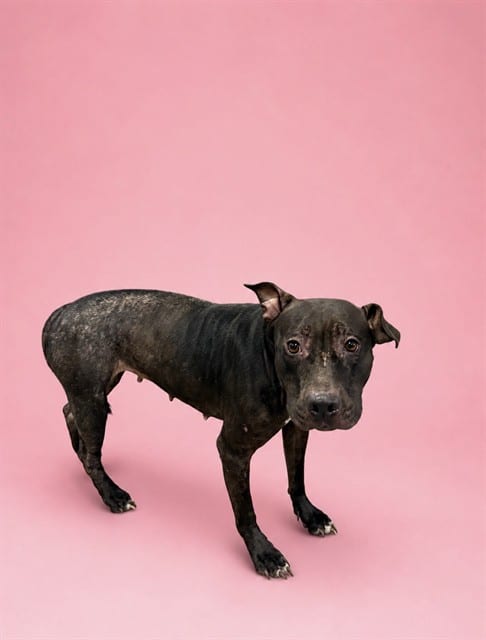 Photo of Sheka, adoptable Terrier mix in Miami, Florida