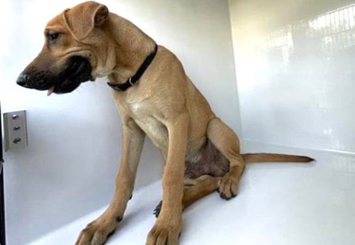 Photo of A662359, adoptable Labrador Retriever in Houston, Texas