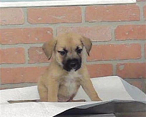 Photo of A2096256, adoptable Staffordshire Bull Terrier in Houston, Texas