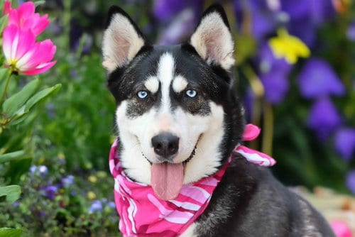 Photo of Solstice, adoptable Siberian Husky in Walnut Creek, California