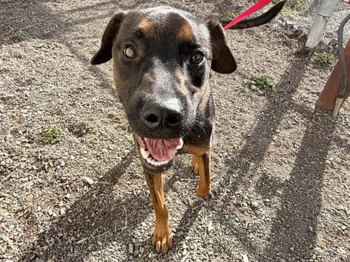 Photo of Korey, adoptable Rottweiler in Santa Rosa, California