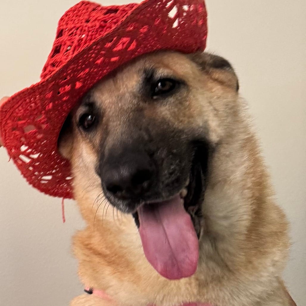 Photo of Sasha, adoptable Shepherd in Houston, Texas