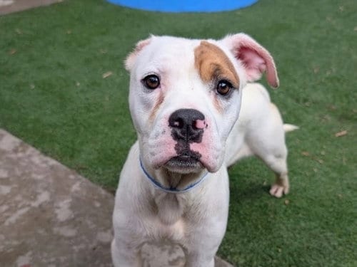 Photo of Orejas, adoptable American Bulldog in San Pedro, California