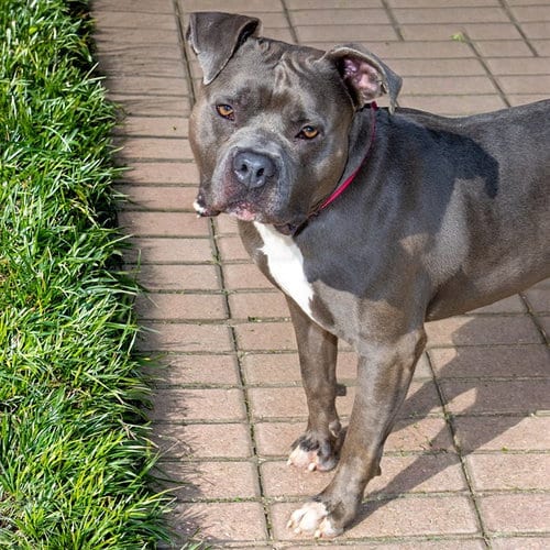 Photo of BO, adoptable Pit Bull Terrier in St Louis, Missouri