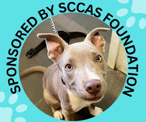 Photo of Duke, adoptable Pit Bull Terrier in Santa Cruz, California