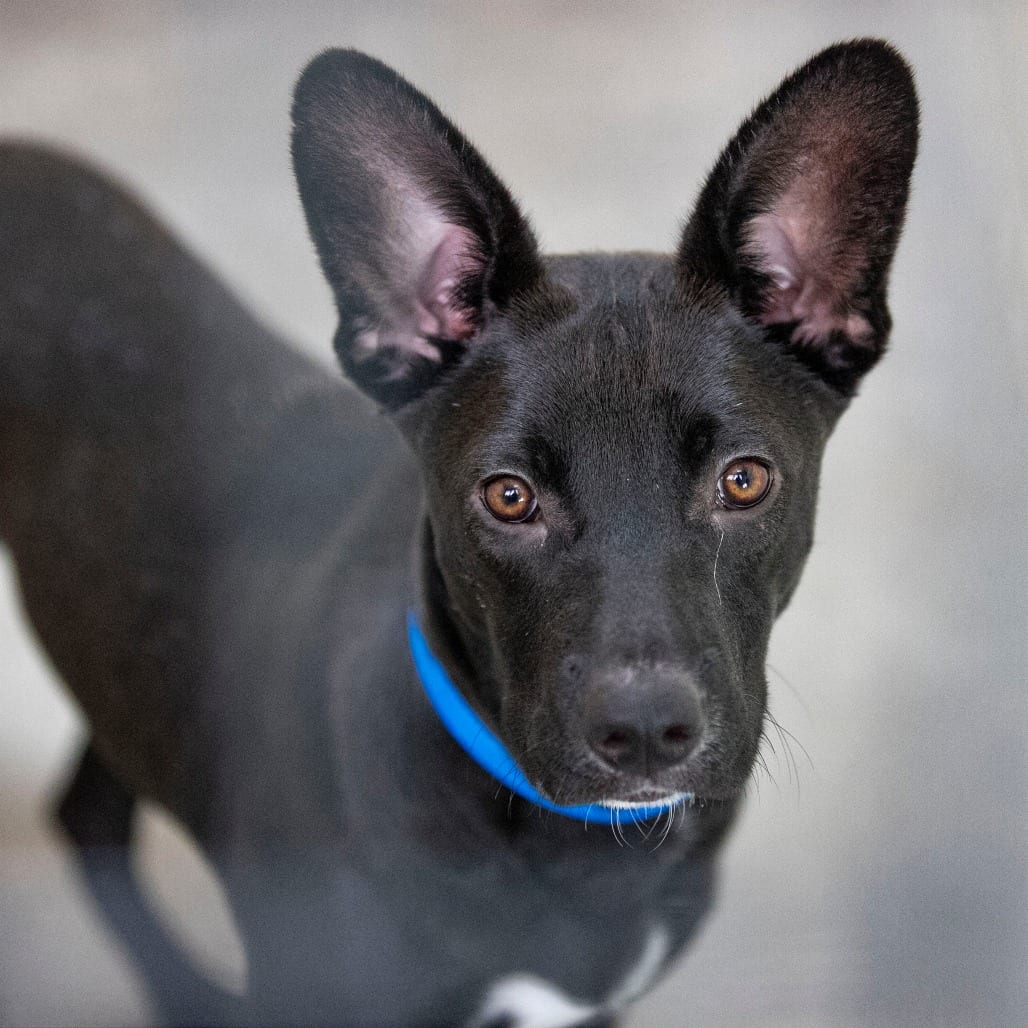 Photo of Peter (AG26-98), adoptable Mixed Breed (Medium) in Colorado Springs, Colorado