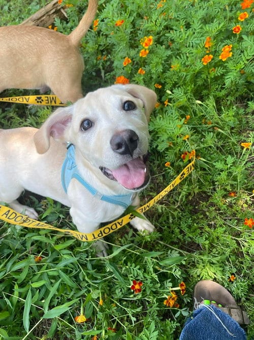 Photo of Kai, adoptable Pit Bull Terrier in Derwood, Maryland
