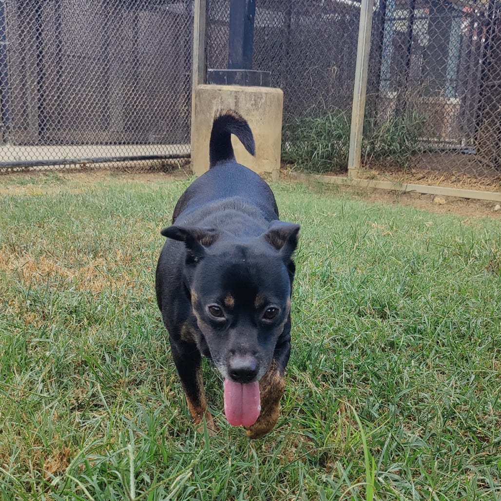 Photo of Dora, adoptable Mixed Breed (Medium) in Chattanooga, Tennessee