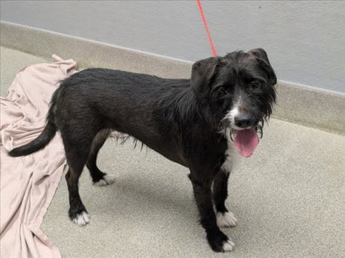 Photo of Scarlett, adoptable Terrier in Las Vegas, Nevada