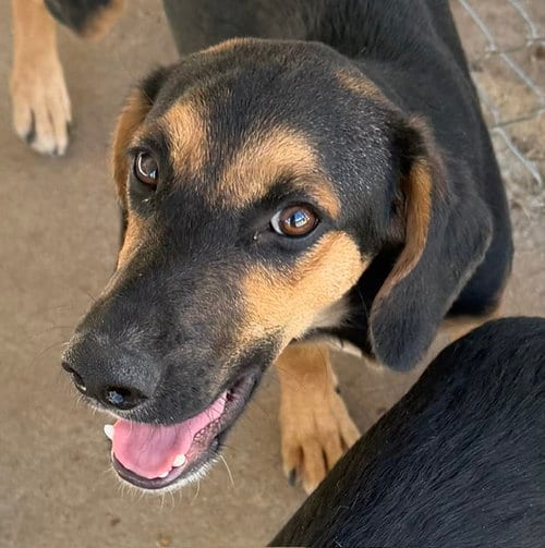 Photo of Tramp, adoptable English Coonhound in Carrollton, Georgia