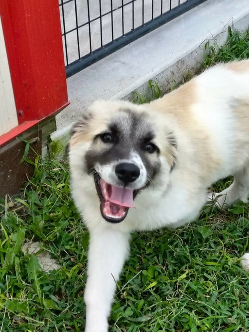 Photo of Bruno, adoptable Anatolian Shepherd in Stover, Missouri
