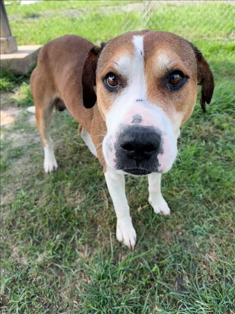Photo of Artie, adoptable American Staffordshire Terrier in Conroe, Texas