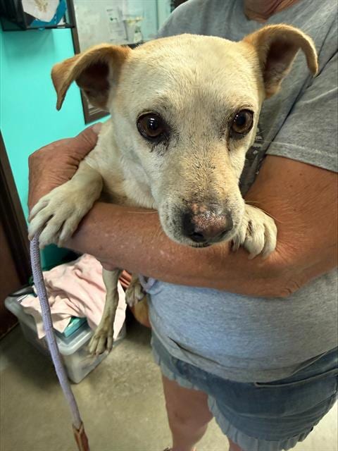 Photo of A168779, adoptable Chihuahua in Bakersfield, California