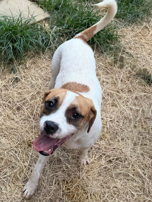 Photo of Pooch, adoptable Terrier in Wetumpka, Alabama