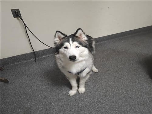 Photo of Cloud, adoptable Siberian Husky in Los Angeles, California