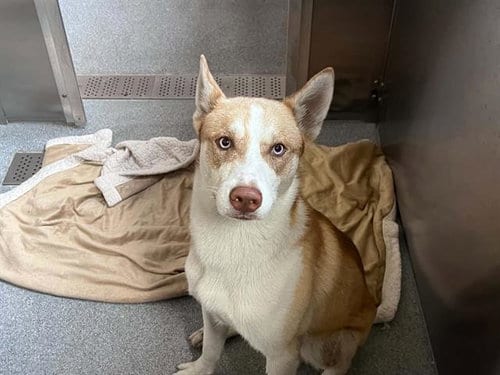 Photo of Weasley, adoptable Siberian Husky in Orange, California