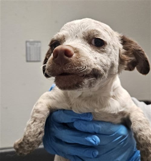 Photo of A1259878, adoptable Chihuahua in Bakersfield, California
