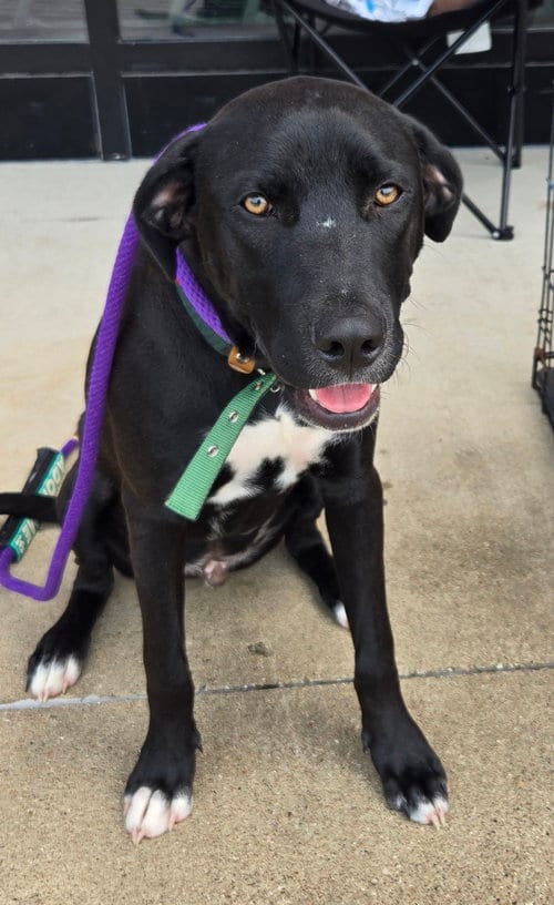 Photo of Diesel, adoptable Black Mouth Cur in Livingston, Texas