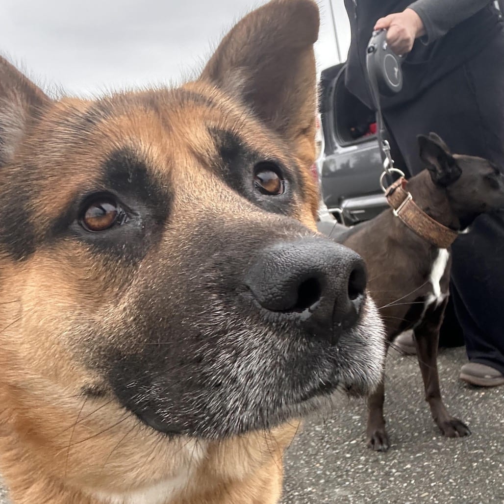 Photo of Oliver, adoptable Shepherd, German in Port Angeles, Washington