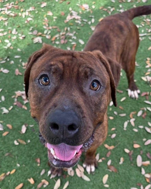Photo of Colombo, adoptable dog in Palmetto, Florida