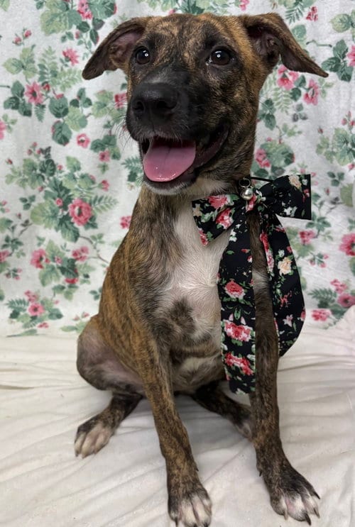 Photo of Noodle, adoptable American Pit Bull Terrier in Wetumpka, Alabama