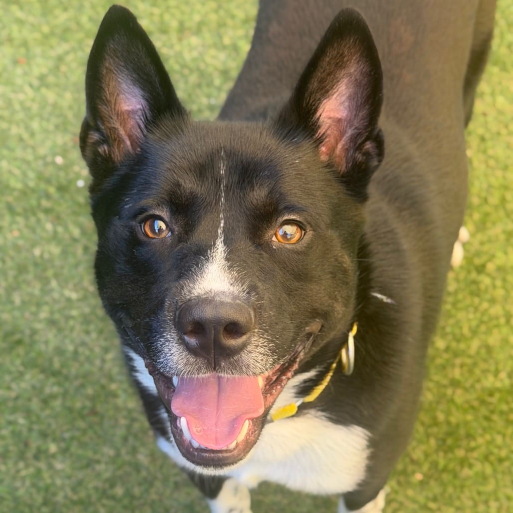 Photo of Tower, adoptable Mixed Breed (Medium)