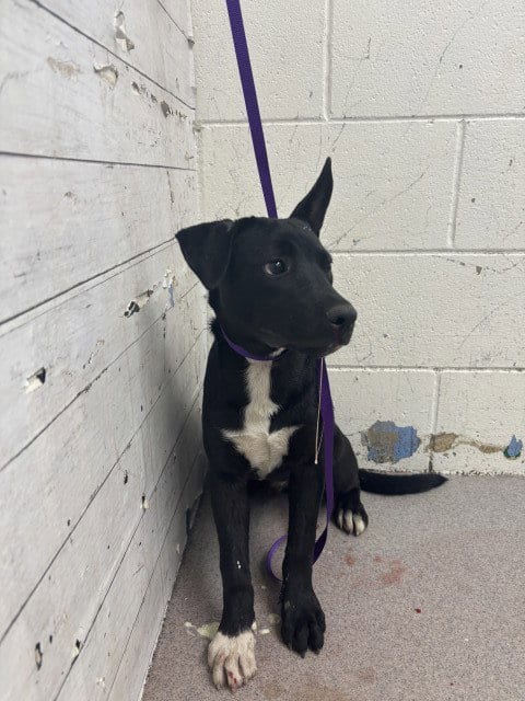 Photo of Mark, adoptable Pit Bull Terrier in San Bernardino, California
