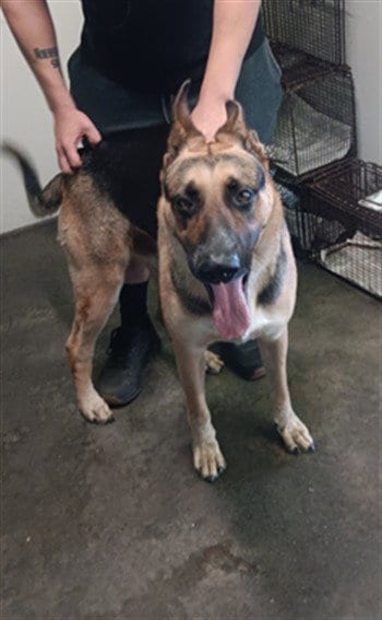 Photo of Duglas, adoptable German Shepherd Dog in Los Angeles, California