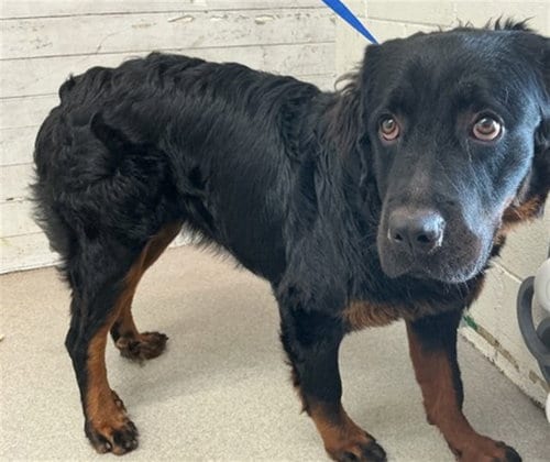 Photo of Janice, adoptable Rottweiler in San Bernardino, California