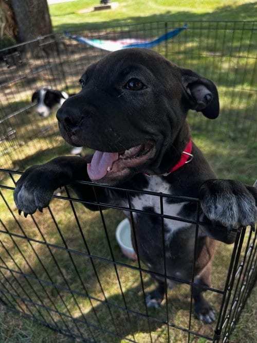 Photo of Lungo, adoptable American Pit Bull Terrier in Germantown, Ohio
