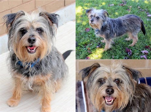 Photo of Count Olaf, adoptable Miniature Schnauzer in Fort Wayne, Indiana