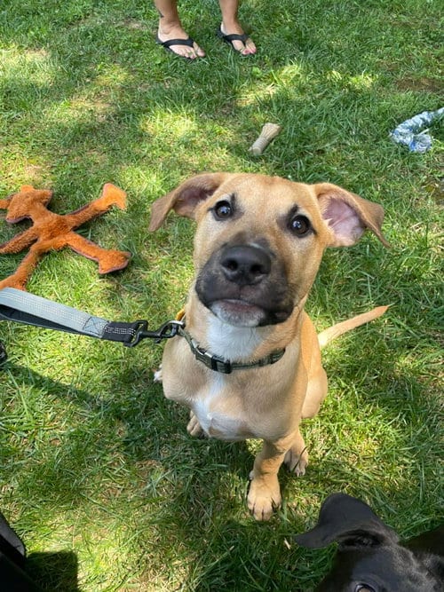 Photo of Kobe, adoptable Pit Bull Terrier in Derwood, Maryland