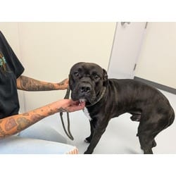 Photo of Cane, adoptable Mixed Breed (Medium) in Maumee, Ohio