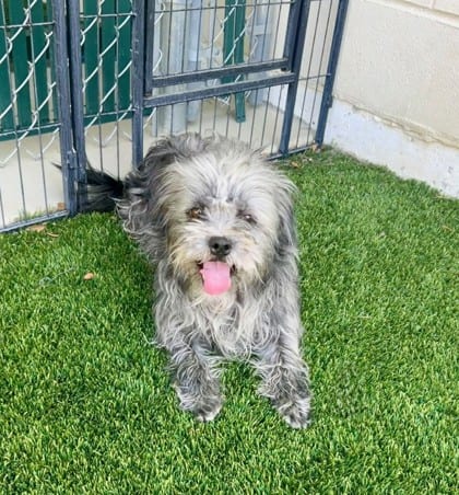Photo of Ewok, adoptable Terrier/Mix in Bakersfield, California