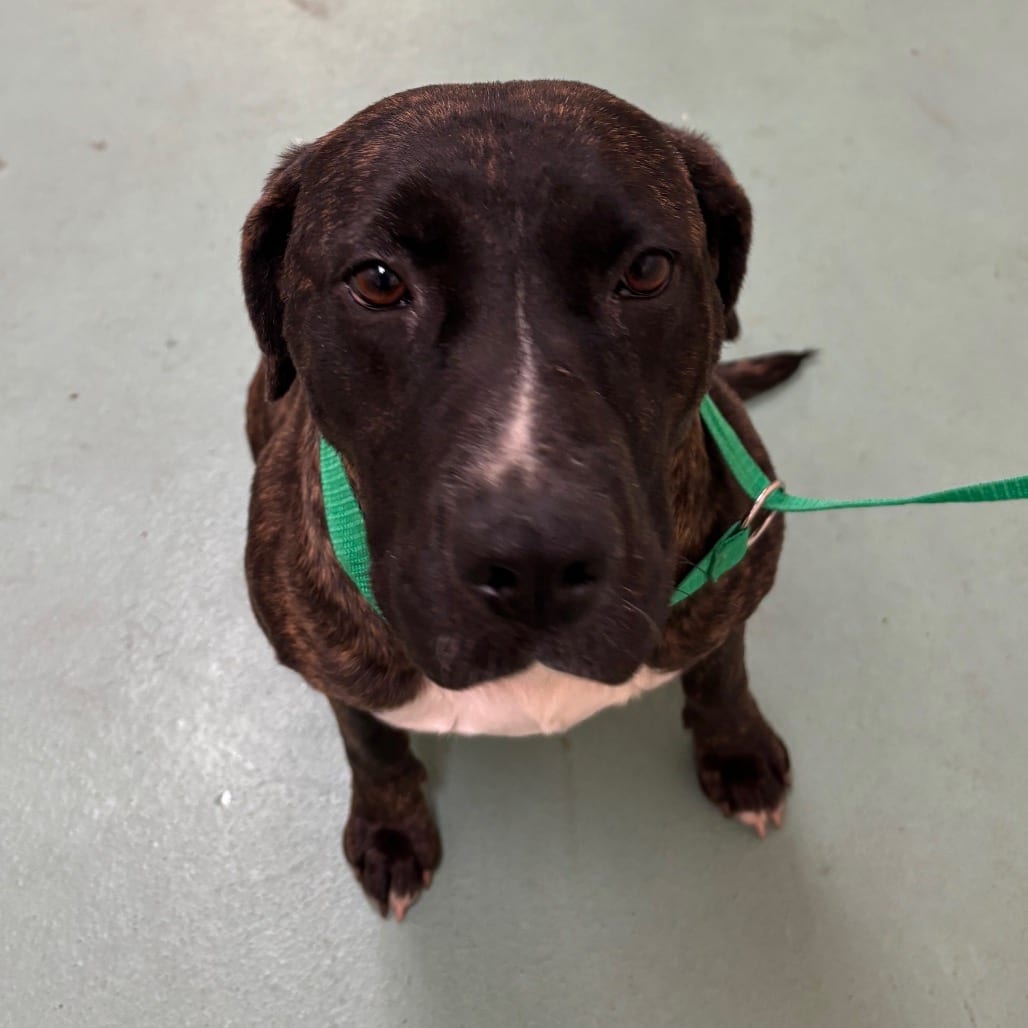 Photo of Cerci, adoptable Mixed Breed (Medium)