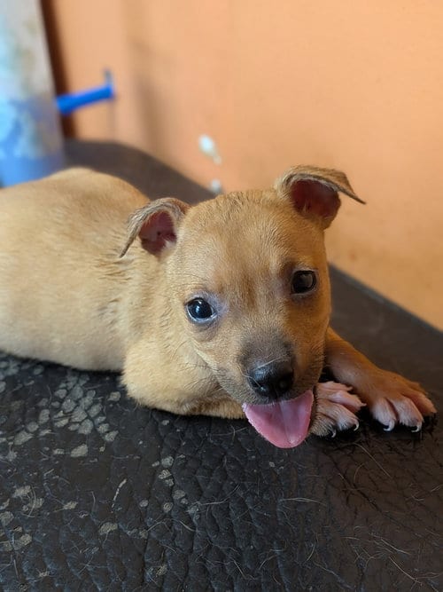 Photo of Paige, adoptable Unknown breed / mixed in garner, North Carolina