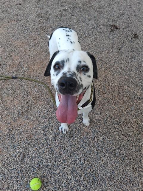 Photo of Ocho, adoptable Dalmatian in Mesa, Arizona