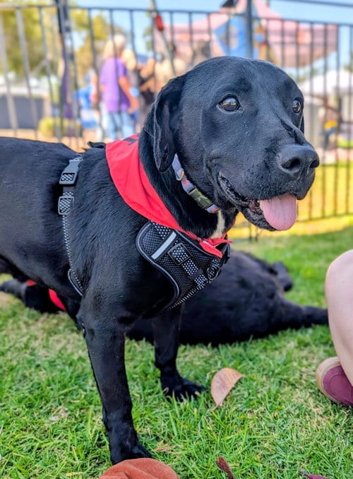 Photo of Gomez, adoptable Labrador Retriever in San Diego, California