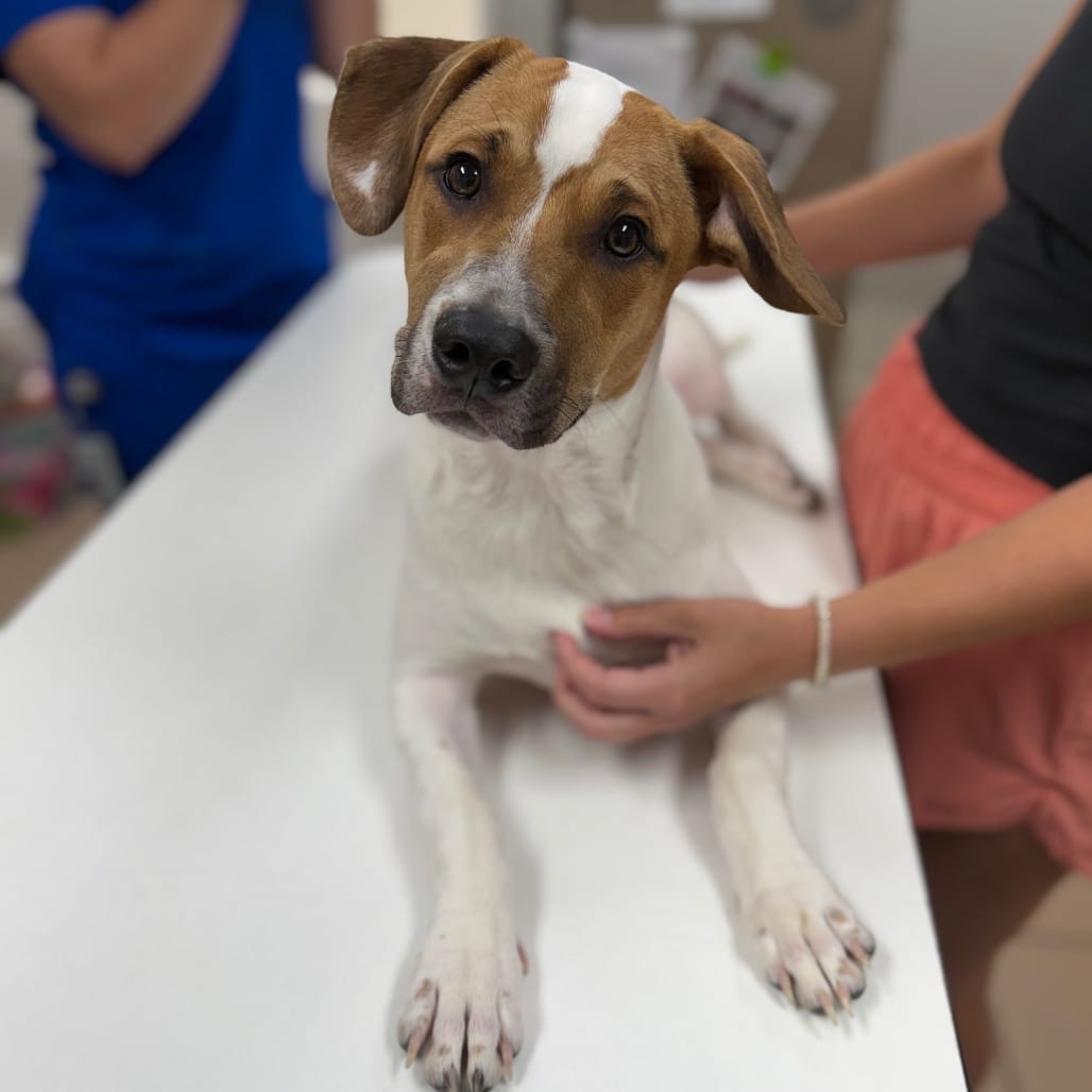 Photo of Bruce, adoptable Terrier, Pit Bull in Starkville, Mississippi