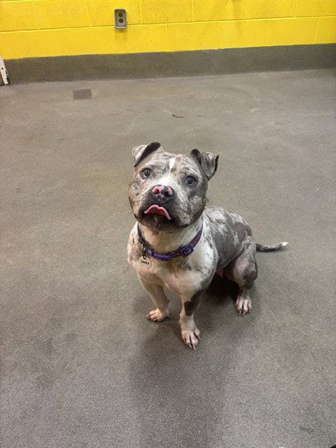 Photo of Jewel, adoptable Bull Terrier in Forestville, Maryland