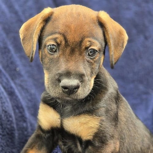 Photo of Phoenix Pup - Mercury, adoptable Chihuahua in San Diego, California
