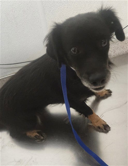 Photo of Casey, adoptable Chihuahua in Bakersfield, California
