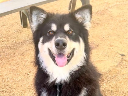 Photo of Teenie, adoptable dog in Georgetown, Texas