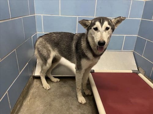 Photo of Sage, adoptable Siberian Husky in Norco, California