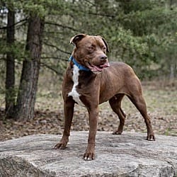 Photo of Turner, adoptable American Pit Bull Terrier in East Hartford, Connecticut