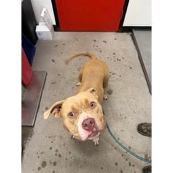 Photo of Kennedy, adoptable Mixed Breed (Medium) in Georgetown, Delaware