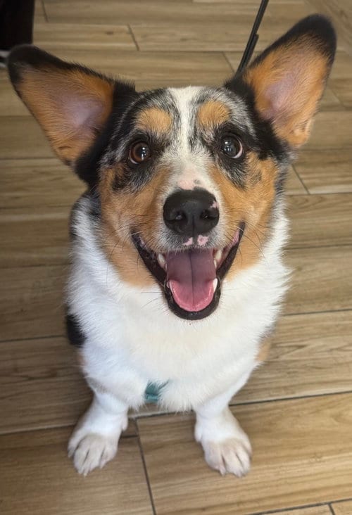 Photo of Cruise, adoptable Corgi in Valrico, Florida