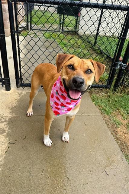 Photo of Mia, adoptable Boxer in Haw River, North Carolina
